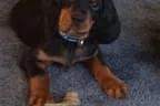 Black Devil´s You´re My Best Friend Bild 3