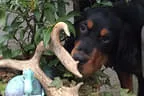 Black Devil´s You´re My Best Friend Bild 14