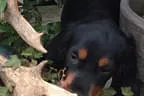 Black Devil´s You´re My Best Friend Bild 10