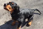 Black Devil´s You´re My Best Friend Bild 9