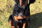 Black Devil´s You´re My Best Friend Bild 11