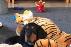 Black Devil´s You´re My Best Friend Bild 0