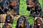 Bilder Wurf Fabulous..... Bild 15