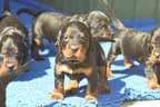 Bilder Wurf Fabulous..... Bild 41