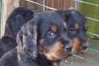 Bilder L-Wurf Bild 23
