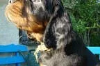 Bilder J-Wurf Bild 10