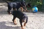 Bilder-N-wurf Bild 50