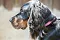 2013-Fressnapf-Gordon-Setter-Shizu-103-1024x683.jpg