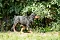 2013-Fressnapf-Gordon-Setter-Shizu-105-1024x683.jpg