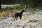 ironman7.JPG