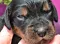 1_dsc_0036_23pink.jpg