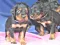 1_dsc_0068_10lila.jpg