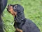 1_dsc_0283_2blaurosa.jpg