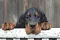 4_dsc_0010_800x530.jpg