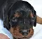 dsc_0013_19rde_blaurosa.jpg