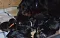 dsc_0016_800x504.jpg
