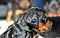dsc_0036_12grn.jpg