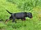 dsc_0039_22grn.jpg