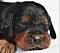 dsc_0042_10rde_lila.jpg