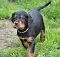 dsc_0042_23rosaschw.jpg