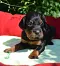 dsc_0049_928x1024.jpg
