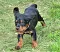 dsc_0056_14rosaschw.jpg