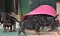 dsc_0063_800x477.jpg
