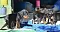 dsc_0077_11blaubunt_und.jpg