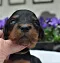 dsc_0097_3grnbunt_hndin.jpg