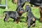 dsc_0588_800x530.jpg